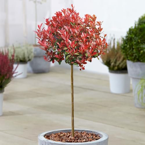 Photinia Carre Rouge Arbre de Noël en Pot pour Petits Jardins