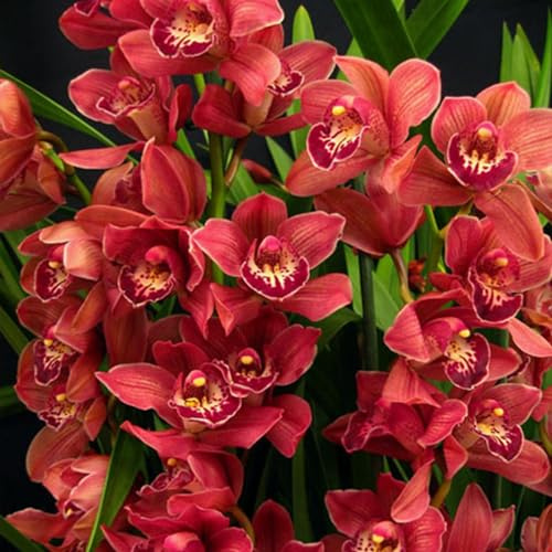 Cymbidium,Vari Colori,perenni,splendente e vivace,Ambiente Paesaggistico,Decorazione del giardino.-3Cymbidium pezzo-D