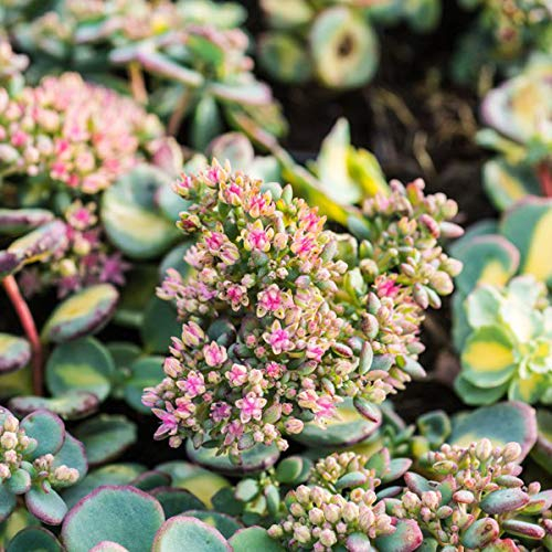 6 x Orpin de Siebold 'Mediovariegata' - Sedum Sieboldii 'Mediovariegata' - Godet 9x9 cm, Feuillage Panaché Attrayant, Résiste au Froid