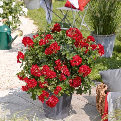 Geranie 'Medio Gabry Red', rot, hängend, Topf-Ø 13 cm, 6 Pflanzen