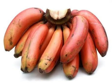 100 pezzi nuovi semi di banana freschi