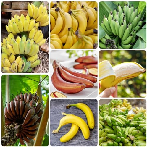 di banana semi di banana arbusti a crescita banane da Acquista da biologici Semi balcone resistenti aiuola rialzata 60pcs