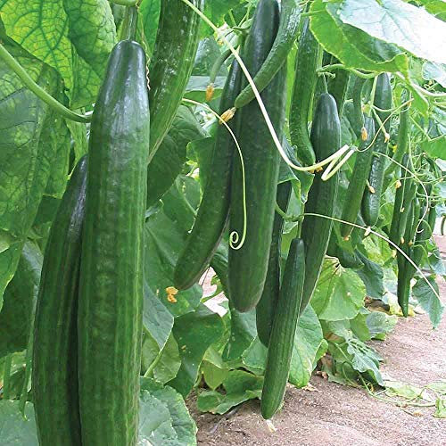 Cucumber 'Carmen' Seeds Half Hardy Annual Vegetable Garden Plants Easy to Grow Cucumber 'Carmen' 1 Packet of 4 Seeds by Thompson and Morgan