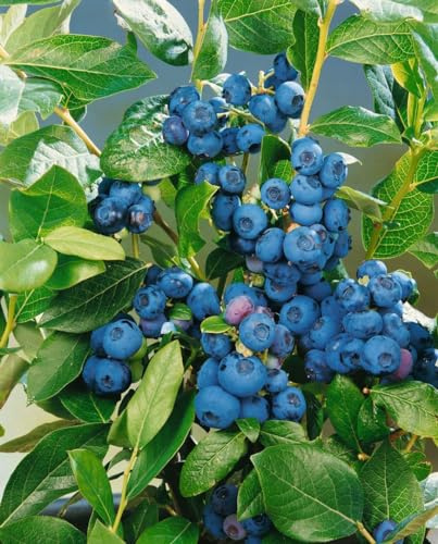 Vaccinium corymbosum 'Patriot' 30–40 cm – Winterhart, Mehrjährig & Pflegeleicht – Kulturheidelbeere – Beerenstrauch für Garten & Kübel