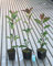 Fotinia Photinia x fraseri Red Robin 48 piante da siepe in vaso ø9 cm Vivaio di Castelletto