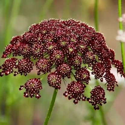 Ornamental Carrot 'Purple Kisses' - 250 Seeds + freebie + Plant tag (Daucus carota)