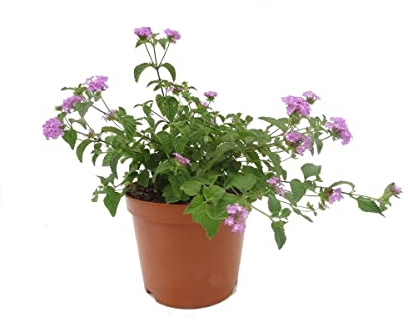 Lantana Camara Morada Planta de Exterior Natural