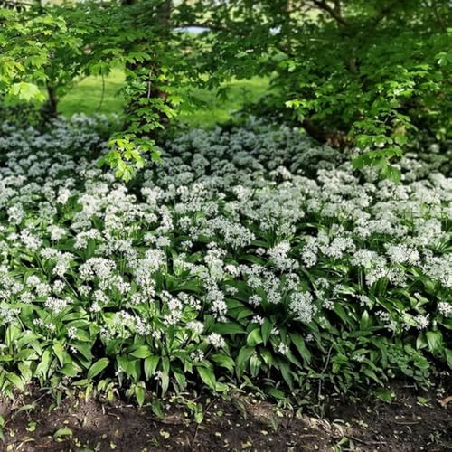 bärlauch bio bodendecker gartenkräuter bärlauchsamen herbst deko 400samen