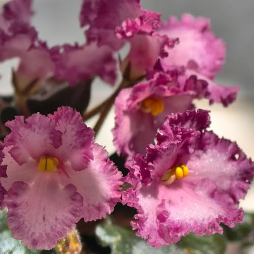 semi di violetta africana - da giardino roccioso resistenti semi di da balcone selvatici decorazione del soggiorno regali per 650pcs