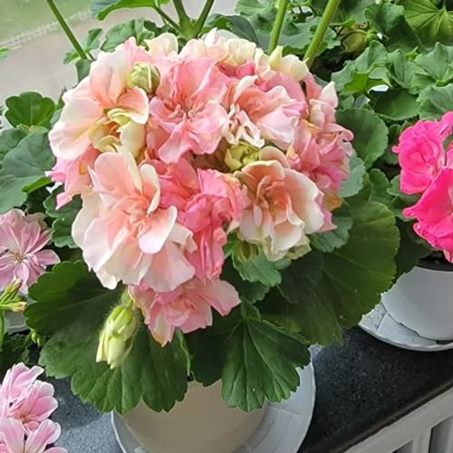semillas de geranios pelargonio Decoración orgánica balcón 750pcs