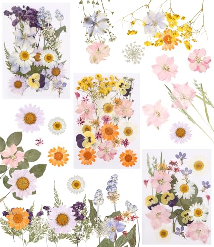 66 Pièces Ensemble de Fleurs Séchées Pressées Naturelles,pour DIY Dry Flower Styling, Décoration d'album Photo, Emballage Cadeau