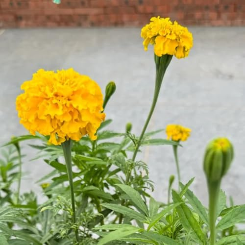 semi di tagetes, tagete to perenni, decorazione autunnale di calendula, resistenti all'esterno di balcone, 500pcs