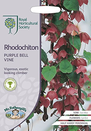 Mr Fothergills - Flower - RHS Rhodochiton Purple Bell Vine - 15 Seeds
