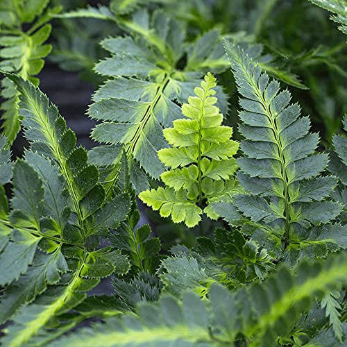 GardenersDream Arachniodes Aristata Variegata Shield Fern Plant in Pot – Garden-Ready Potted Perennial Evergreen Plant – Colourful Outdoor Shrub for Gardens and Borders