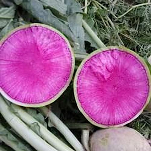 Luojuny Rettichsamen, 100 Stück/Beutel, essbare, gentechnikfreie, grüne, mehrjährige Gartensämlinge für den Bauernhof Karottensamen