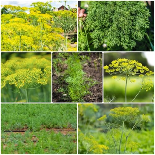 Semi di aneto biologici, Anethum graveolens - esotiche semi di giardino seminare vecchie varietà semi di da balcone 800pcs