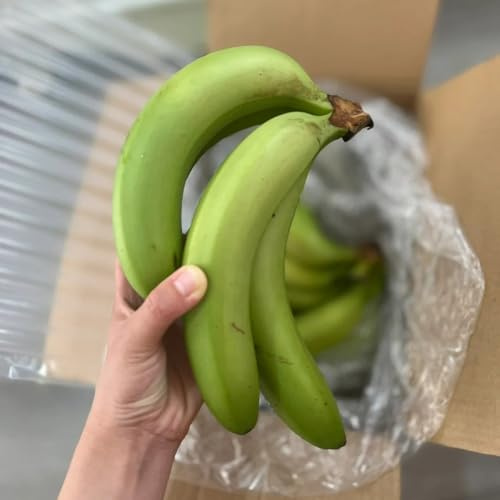 semillas de plátano resistentes de plátano, balcón resistentes, plátanos de plátano, jardín de rocas 30pcs