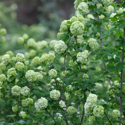 Semillas de hortensia bola de nieve, decoración semillas balcón resistentes exterior pradera mariposas jardín arbustos orgánicas 50pcs