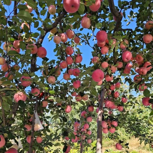 Manzano manzana - semillas exóticas jardín columnar balcón 50pcs