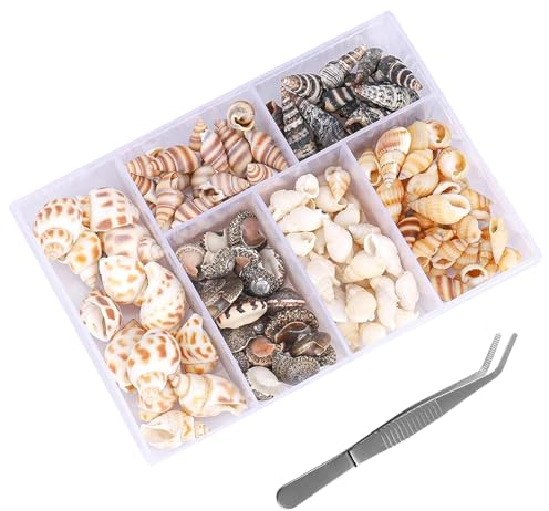 Muscheln Deko,Muscheln,Muscheln zum Basteln,Muscheln Deko Sand,Muscheln Bastelnmuscheln,Muschel für DIY Reize,Muscheln zum Auffädeln,Deko Maritim Muscheln,Deko Muscheln