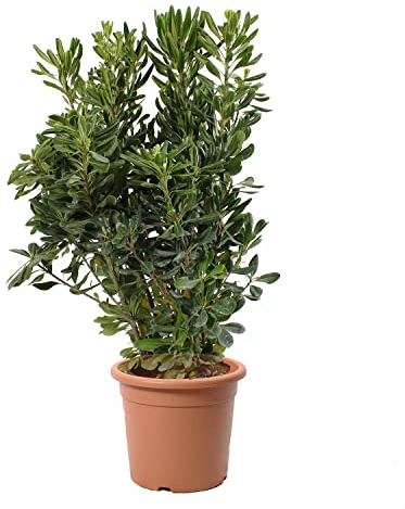 KENTIS - Pittosporum Tobira - Plantes de Haie - Plantes Vraies d'Extérieur - H 80-100 cm Pot de Ø 24 cm