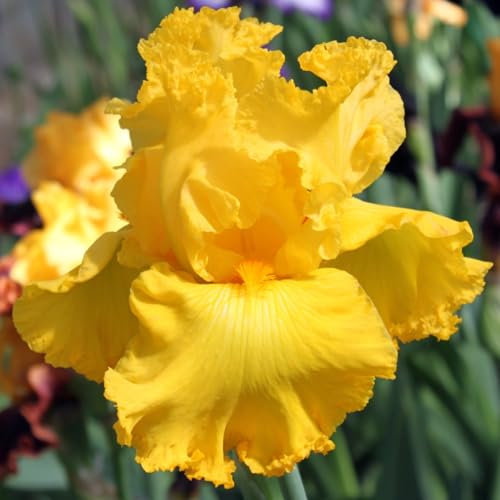 Iris Bulbs-Iris Bulbs for Planting Now UK,Plant Bulbs,Wedding Flowers,Hardy Perennial,Garden Flowers-6bulbs-a