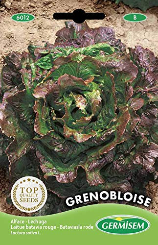 Germisem graines Laitue batavia rouge GRENOBLOISE