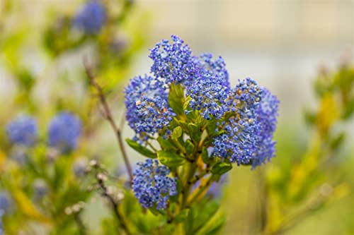 Kalifornischer Säckelblume Ceanothus impressus Victoria 30-40 cm winterhart
