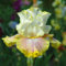 Iris bulbos-Balcón/Jardín/Interior/Exterior-F-10 Bulbos