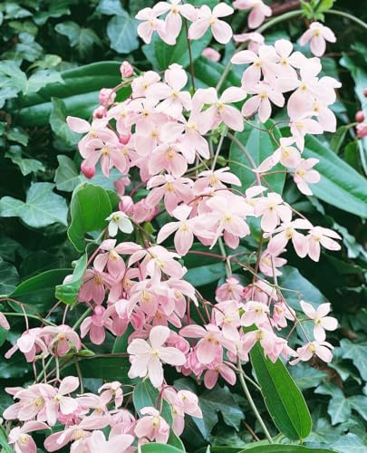 Waldrebe Clematis armandii Apple Blossom 100-150 cm immergrün winterhart