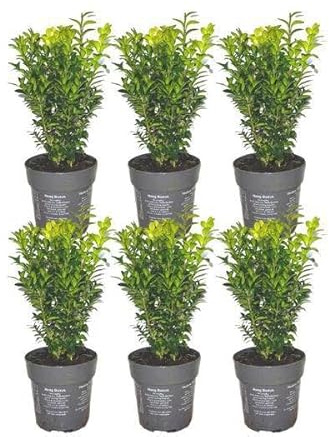 Bosso – Buxus Sempervirens – pianta siepe sempreverde – 6 piante – lunghezza totale 1 m – Ø 12 cm – altezza 20 cm – pianta da giardino facile da pulire