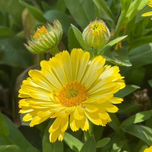 semi di calendula biologici - esotiche per giardino, interno 500pcs