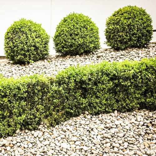 aligustre, semillas de aligustre de seto hoja alheña resistentes en macetas jardín resistentes jardín, decoración otoñals rápido 300semillas