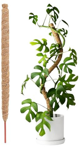 Monstera Tuteur en coco 120 cm Bâton de mousse flexible pour grimpantes Monstera Support naturel pour grimpantes