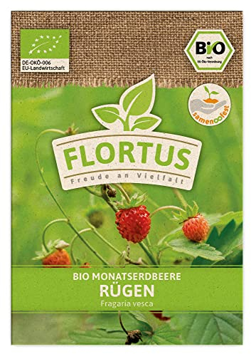 FLORTUS BIO Monatserdbeere Rügen | Erdbeersamen | Obstsamen | Samen zur Anzucht für Garten, Balkon, Küche & Fensterbank