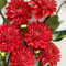 Bulbi di dalia，Tubero della dalia，Bulbi dalia perenni，Pianta della dalia，Una vivace esposizione floreale，Fiori da giardino attraenti-6 bulbi-H