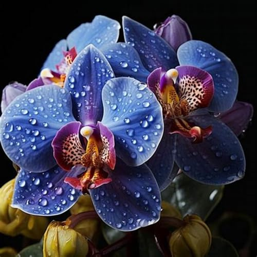 Cymbidium-rhizom, kolibriorkidéer, kvalitetsrhizom, hög kvalitet, vinterhård ryzom, Cymbidium-orkidé rhizom, 8lökar-B