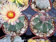 Astrophytum Asterias niveun Kaktus Seltener Kaktus 10 Semi