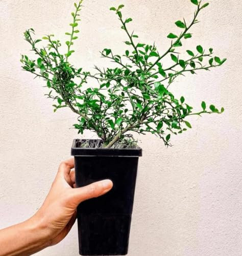 Citrus australasica Tree Caviar Lime or Finger fime in 12cm Pot Approx 20 cm Tall