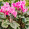 90 semi di fiori di ciclamino rosa