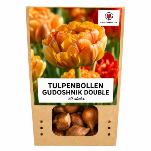 Bulbos Tulipán Gudoshnik Double, para Jardín, Multicolor, Set de 20 Bulbos
