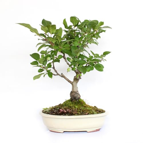KENTIS - Bonsai di Melo - Malus Sp. - Pianta Vera da Frutto da Esterno - Piante da Giardino Balcone Terrazzo - H 40/50 cm Vaso in Ceramica 30 cm