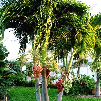 PlenTree 10 pcs/paquet, palmier dattier Phoenix dactylifera Arbre en es Bonsaï Sementes De Flores Jardinagem Em Casa: 13