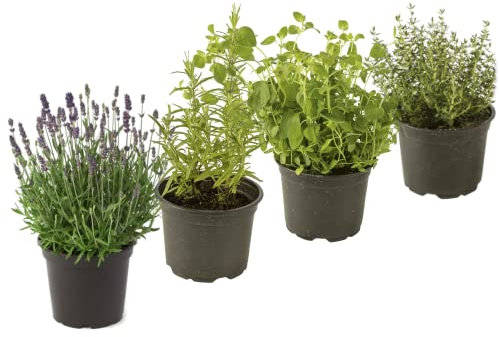 Set Lavanda, Romero, Orégano y Tomillo 4 Plantas Aromáticas Naturales