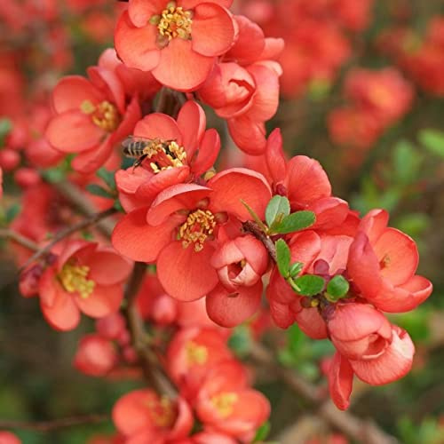 Chaenos Japonica - Japanese Quince 30 Tree Seeds:Seeds