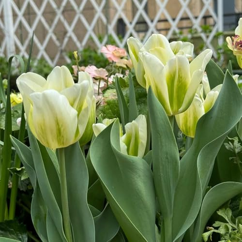 bulbi di tulipano - resistenti da balcone, Decorazione 6pcs