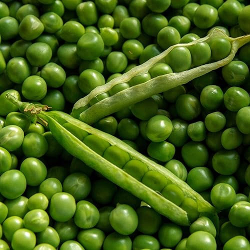 SEMENTI Semi di Piselli RONDO 1 kg - mezza rama - grano rugoso in scatola - Pisello varietà RONDO DOLCISSIMO - Baccello 12 cm - 10 grani