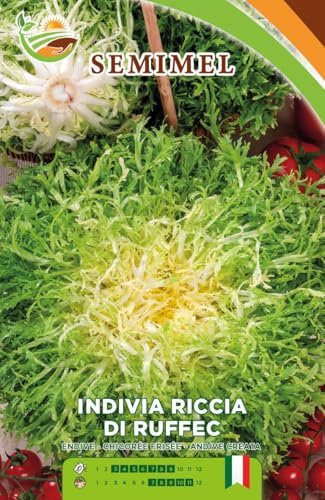 Indivia Riccia Ruffec - Semi di Indivia con Coste Larghe e Spesse, Cuore Pieno, Resistente al Freddo e Umido, Adatta per Raccolti Autunnali e Invernali 1 confezione
