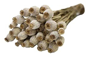 Pandecor Mazzo di Fiori di Papavero Naturali secchi e stabilizzati Colore Naturale