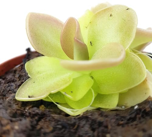 Fangblatt - Pinguicula Weser - fleischfressende Pflanze im Ø 9 cm Topf - bezauberndes Fettkraut - Karnivore für Anfänger